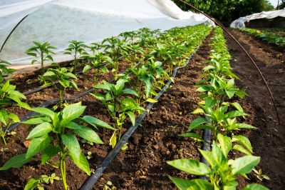 Add Fertility to Soil