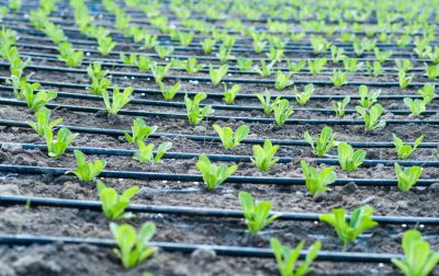 Conserve Water with Drip Irrigation