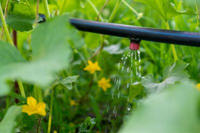 Reduce Labor Costs Involved in Watering Plants