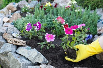 Flower Bed Cleanup
