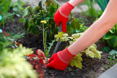 Reduce the Potential for Pests and Diseases