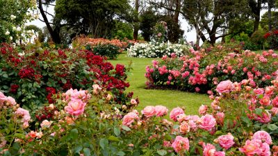 Caring for Plants and Flowers