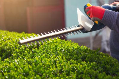 Trimming Hedges