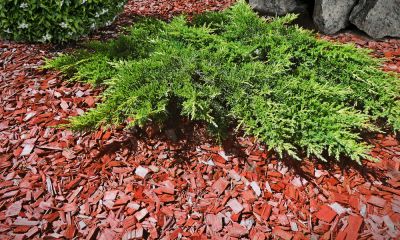 Add Vibrancy to Your Landscaping