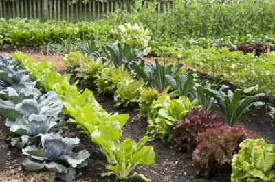 Garden Bed Maintenance Service