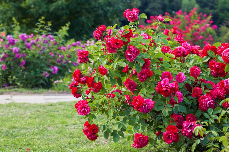 Healthy Plant Growth