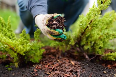 Protect Your Plants From Harsh Elements By Getting Professional Mulching!
