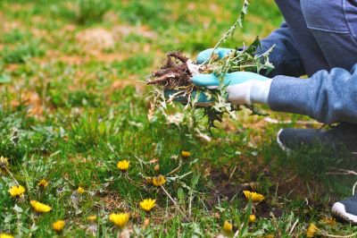 Garden Weed Control