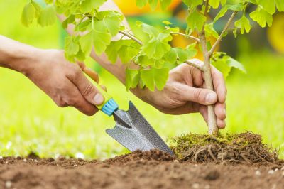 Cherry Tree Planting in Ventura County, CA