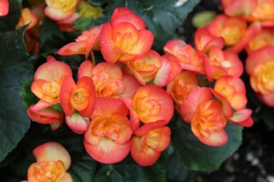 Begonia Planting