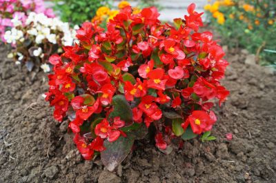 Give Your Landscaping a Pop of Color!
