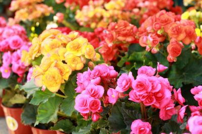 Liven Up Your Landscaping or Garden!