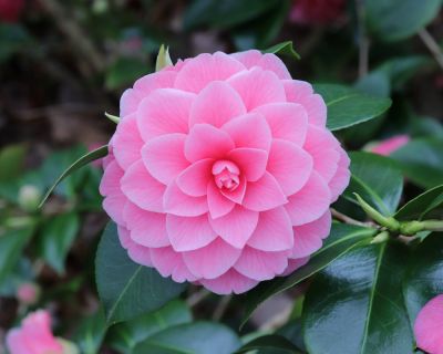 Beautiful and Low Maintenance Flowers!