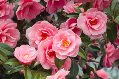 Camellia Planting