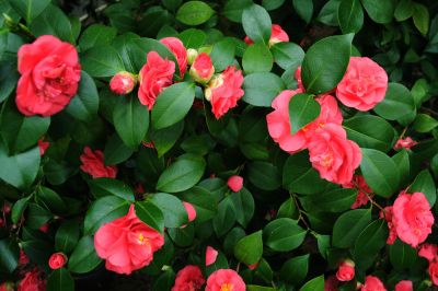 Great For Any Garden or Landscaping!