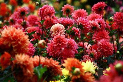 Dahlia Planting - Dahlia Planting Winston Salem, North Carolina