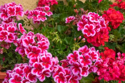 Variety of Vibrant Colors!