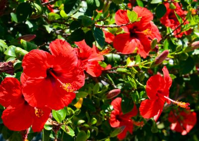 Brighten Up Your Landscape!
