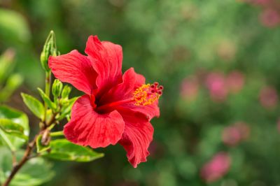 Hibiscus Planting