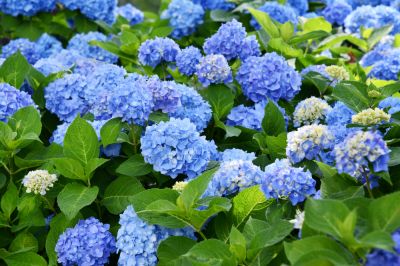 Encourage Vibrant Blooms