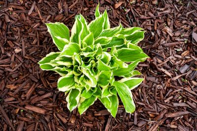 Retain Moisture and Suppress Weed Growth!