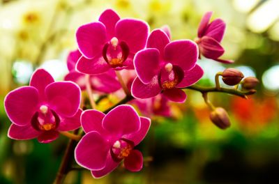 Orchid Planting
