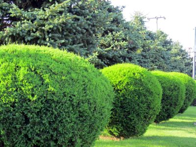 Prevent Pests and Diseases!