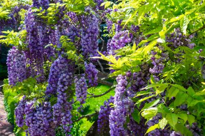 Wisteria Planting