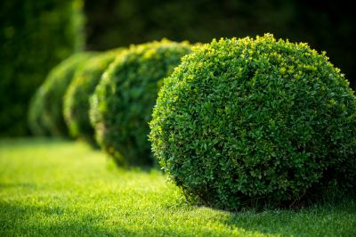 Choose from a Variety of Shrubs to Plant!