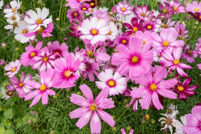 Create Sustainable Landscaping!