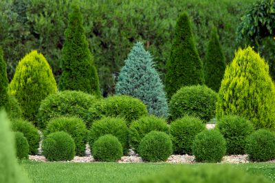 Shrub Maintenance