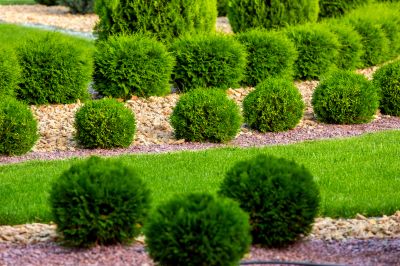 Shrub Planting