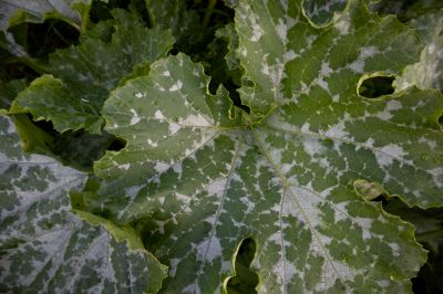 Control and Contain the Spread of Plant Diseases!