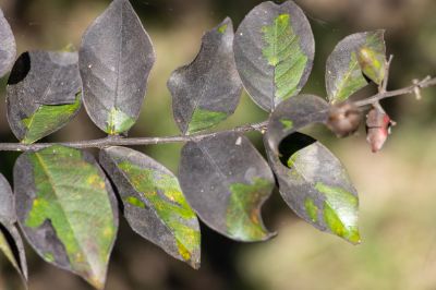 Enhance the Growth of Your Plants!