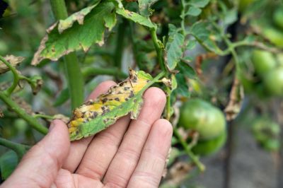 Plant Disease Treatment