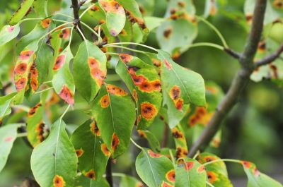 Use Chemicals and Organic Solutions for Plant Disease Control!