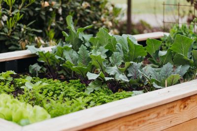Build a Garden Bed Above the Ground!