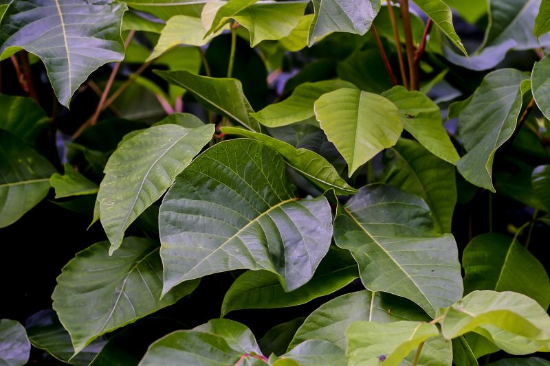 Get Professional Sumac Removal To Prevent Skin Irritation!