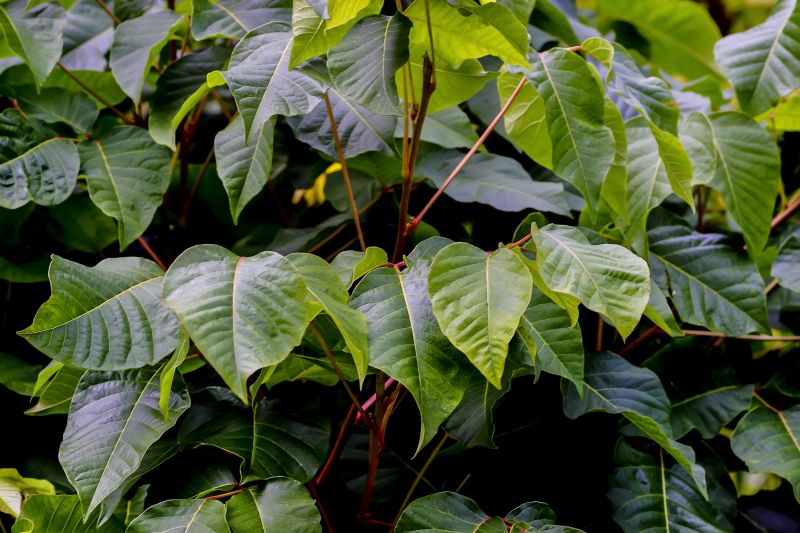 Invest in Professional Poison Sumac Removal For Ecological Preservation!