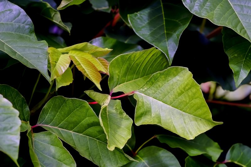 Reduce The Spread of Allergens By Getting Sumac Removed!
