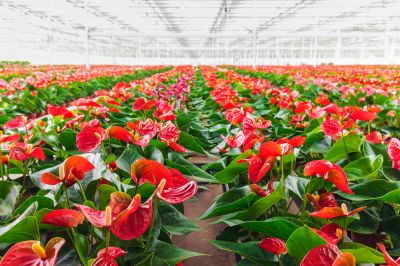 Add Vibrancy with Anthurium Planting!