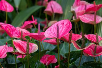 Anthurium Planting