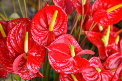 Liven Up Your Space with Anthurium Planting!