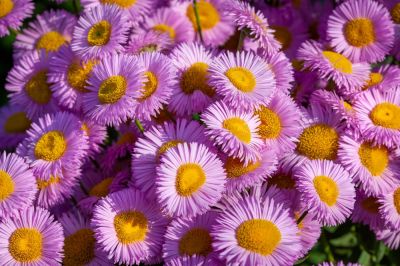 Get Your Flowers Trimmed Today