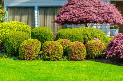 Improve Your Outdoor Landscaping with Shrub Planting!