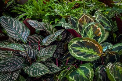 Add a Striking Appearance to Your Landscaping!