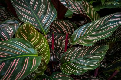 Add Beauty to Your Landscaping!