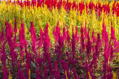 Add Vibrant Color!