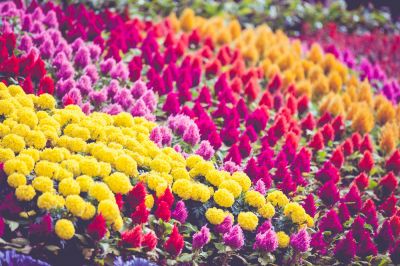 Celosia Planting