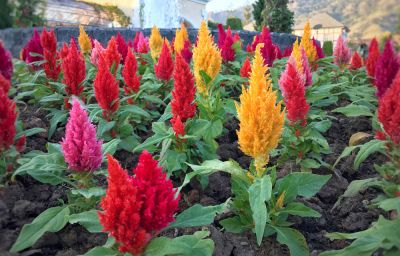 Improve Your Landscaping!